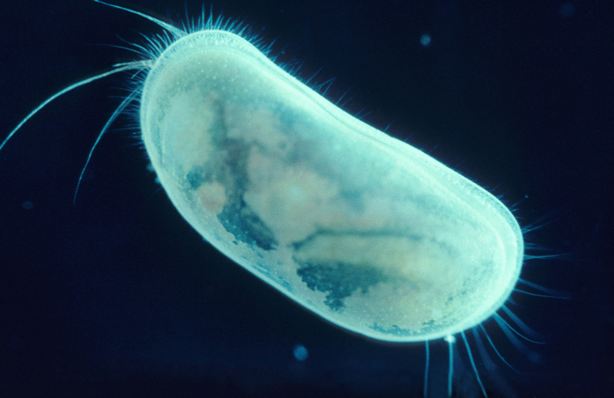 How Bioluminescent Bacteria Are Lighting Up Environmental Monitoring